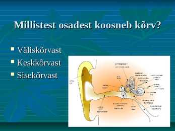 Kõrv #3