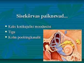 Kõrv #8