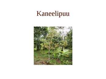 Kaneelipuu