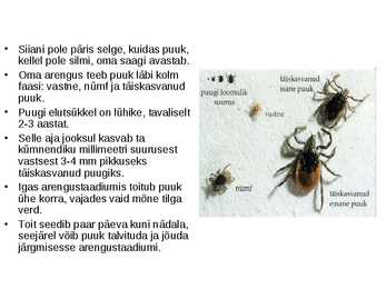 Puugid - esitlus #4