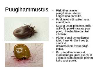Puugid - esitlus #5