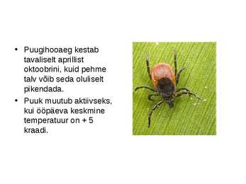 Puugid - esitlus #8