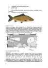 Karpkala- Cyprinus carpio #3