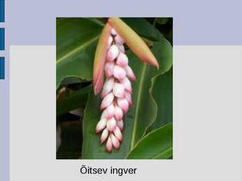 Ingver #5