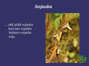 Sojauba #2