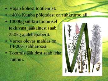Suhkrukultuurid-viinamarjakasvatus #4