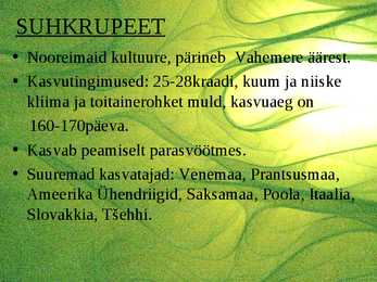 Suhkrukultuurid-viinamarjakasvatus #5