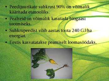Suhkrukultuurid-viinamarjakasvatus #6