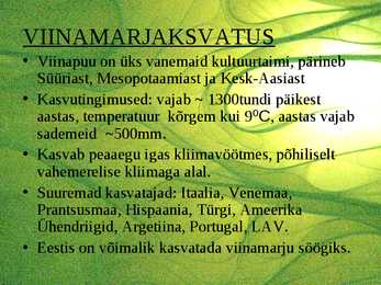 Suhkrukultuurid-viinamarjakasvatus #7