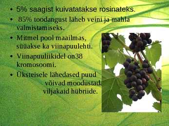 Suhkrukultuurid-viinamarjakasvatus #8