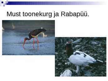 Soomaa Rahvuspark #13