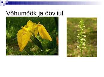Soomaa Rahvuspark #10