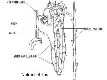 Erituselundkond #11