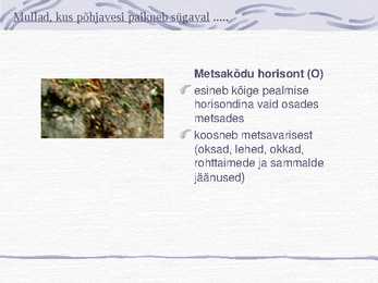 Muld-Esitlus #4