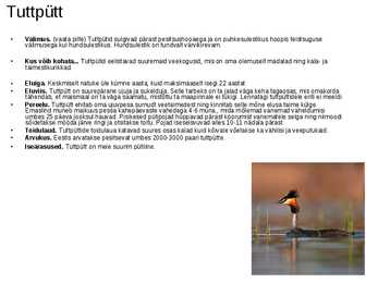 Linnud-powerpoint #11