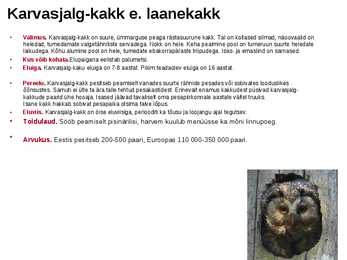 Linnud-powerpoint #6