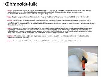 Linnud-powerpoint #9