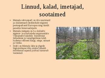 Matsalu rahvuspark #7
