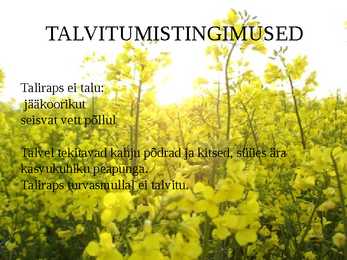 Taliraps #12