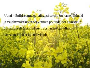Taliraps #5