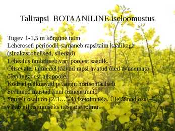Taliraps #6