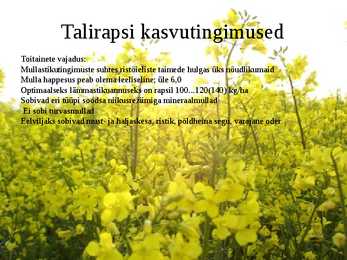 Taliraps #7