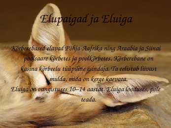 Kõrberebane ja Aaloe #2