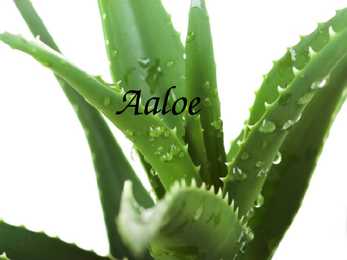 Kõrberebane ja Aaloe #5