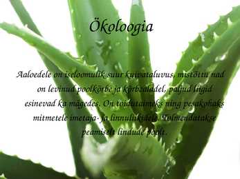 Kõrberebane ja Aaloe #8