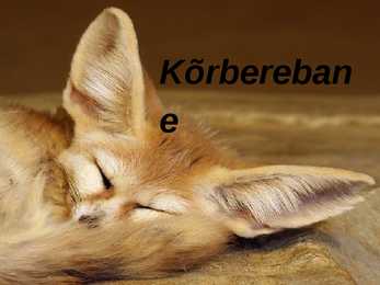 Kõrberebane ja Aaloe