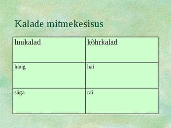 Kalad #7