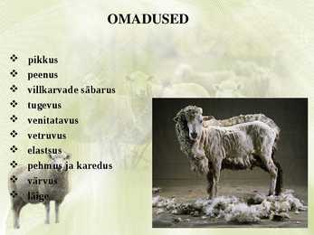 Lambavill #3