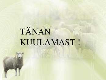 Lambavill #6
