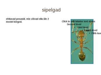 Kiletiivalised #7