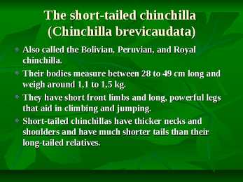 Chinchillas #2