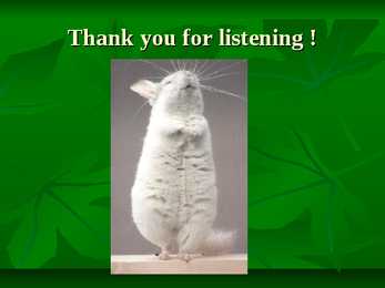 Chinchillas #12