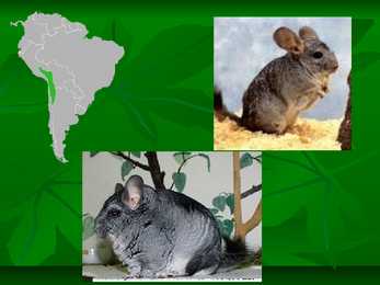 Chinchillas #3