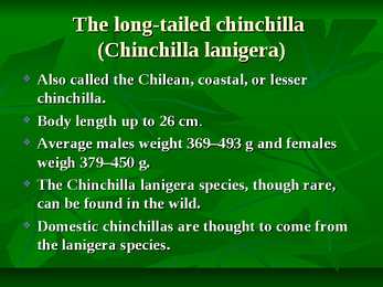 Chinchillas #4