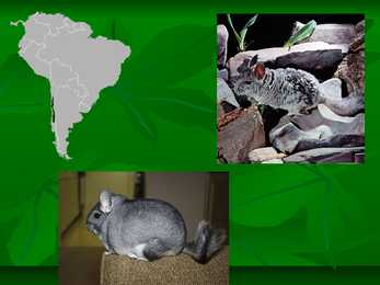 Chinchillas #5