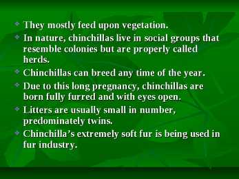 Chinchillas #7
