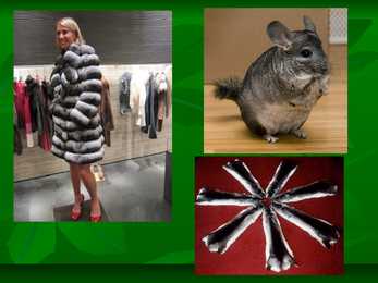Chinchillas #8