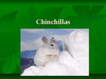 Chinchillas