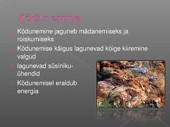 Kõdunemine kui eksotermiline protsess #3