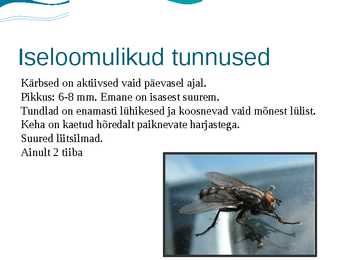 Kärbes #2