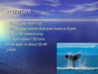 Blue Whale #2
