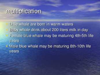 Blue Whale #3