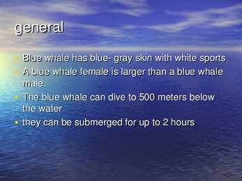 Blue Whale #4