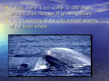 Blue Whale #5
