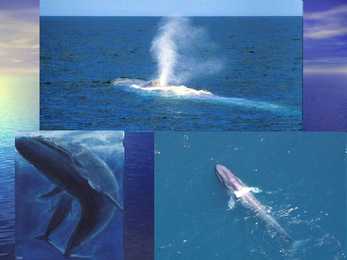 Blue Whale #6