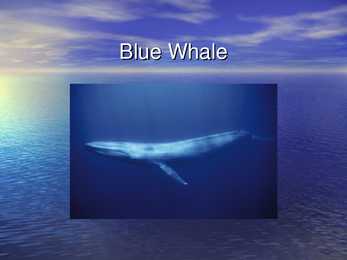 Blue Whale
